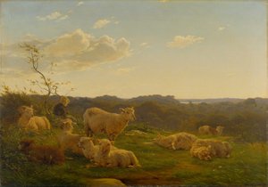 Schapen op een heuvel bij Skarridsø